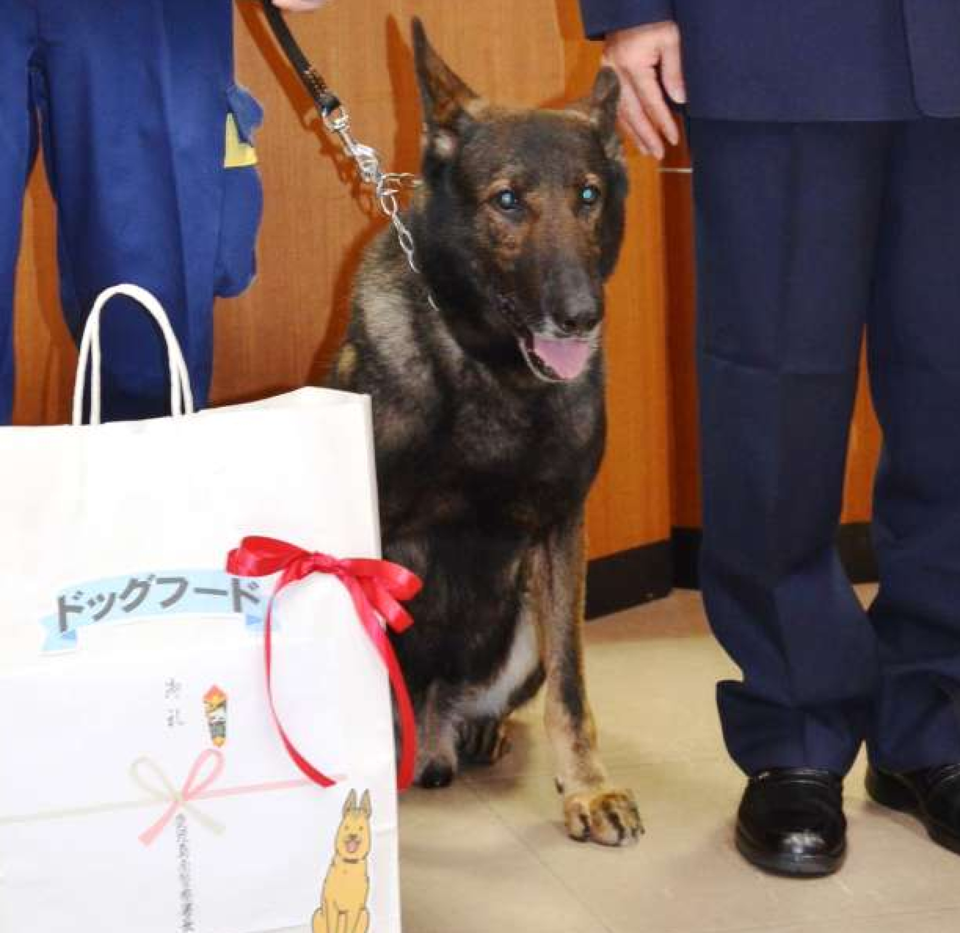 自慢の嗅覚を生かし、行方不明者の発見に貢献した警察犬ドリル＝２７日、鹿児島市の鹿児島南警察署