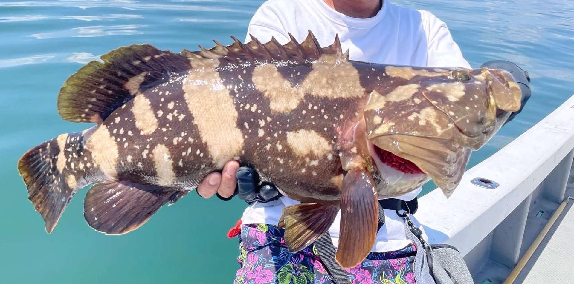 鹿児島湾で釣れたクエとタマカイの交雑魚。クエの帯模様、タマカイの斑点模様の特徴を引き継ぐ（読者提供）
