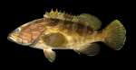 高級魚のクエはこちら。クエタマと比べれば模様が違うのがよく分かる（鹿児島大学総合研究博物館提供）