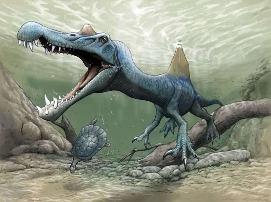 ２０１９年、筆者がスピノサウルスの歯化石を発表した会見で披露した復元イラスト。当時の学説ではまだ、尾はひれ状ではなかった＝（C）川崎悟司