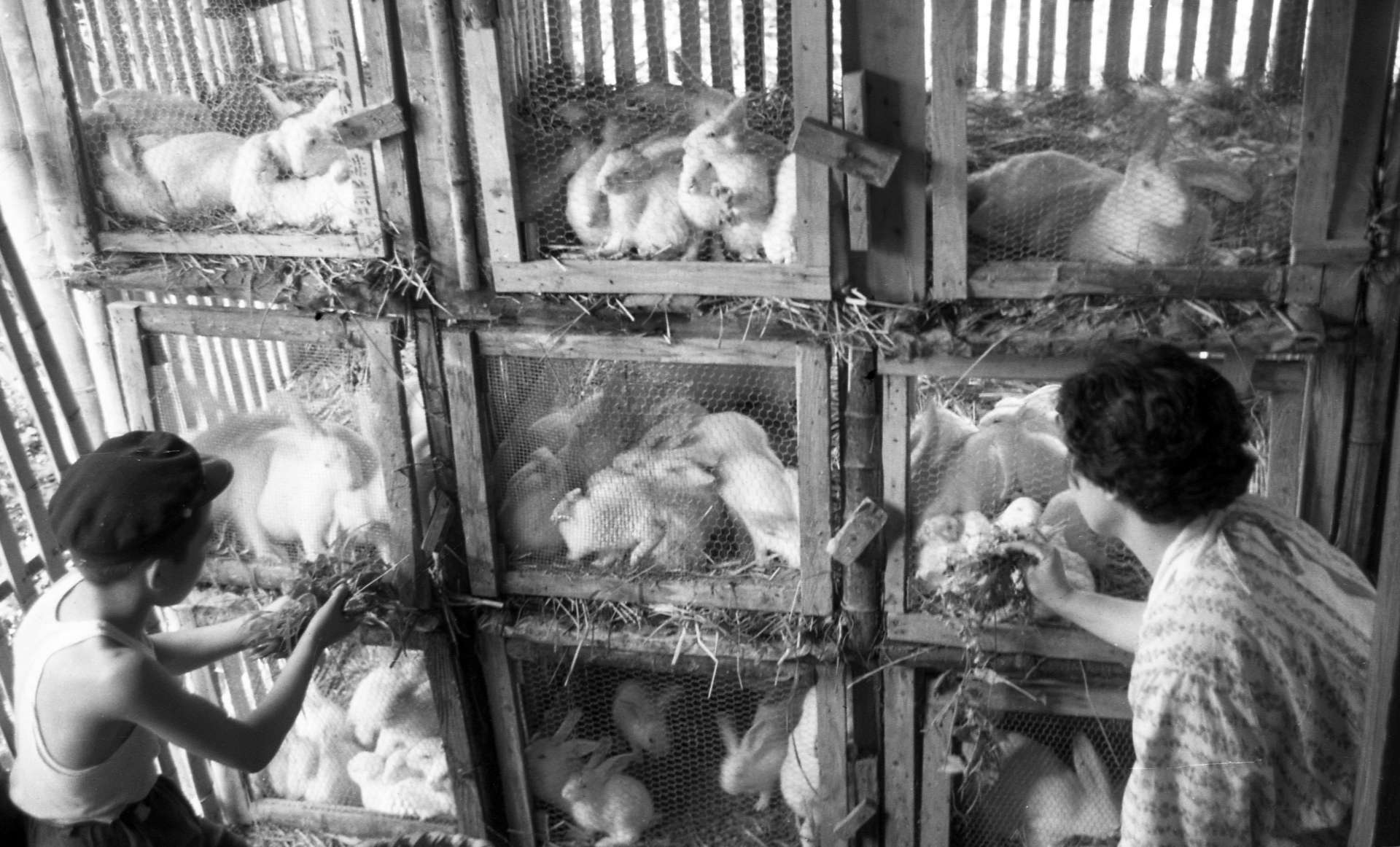 共同でウサギを飼育する親子＝１９６１（昭和３６）年５月２７日、鹿児島市小野町中福良