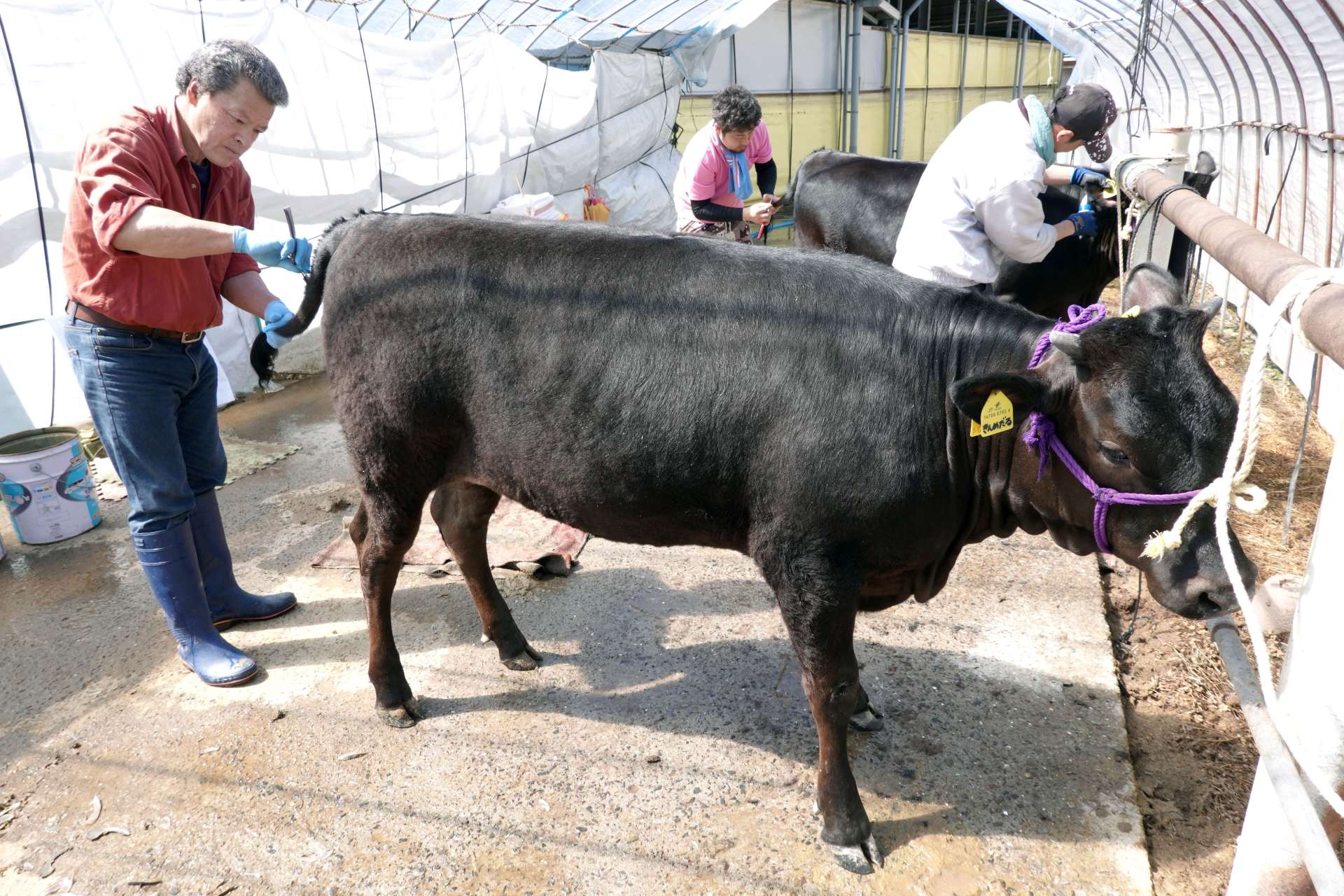 競りを控え、シャンプーで洗った後毛並みを整えてもらう「のえる」号＝４月８日、霧島市横川