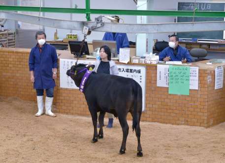 競り場に引き出される子牛。手綱を引いているのは記者＝４月１１日、霧島市の姶良中央家畜市場