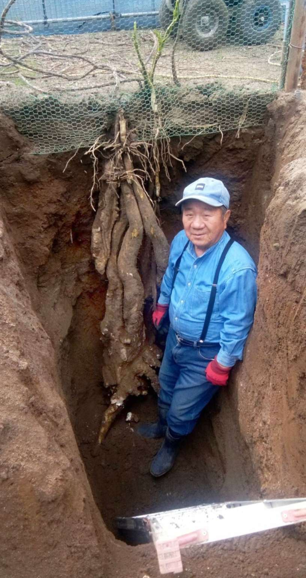 菖蒲谷佐吉さん方で掘り出されたヤマイモ（本人提供）