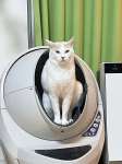 現在の池崎家にある全自動猫トイレ。雷ちゃんは片脚踏ん張り気味？