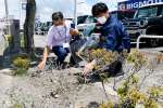 【ツツジ写真】ビッグモーター鹿児島店前の街路樹や植え込みの状態を確認する県職員＝２７日、鹿児島市宇宿２丁目