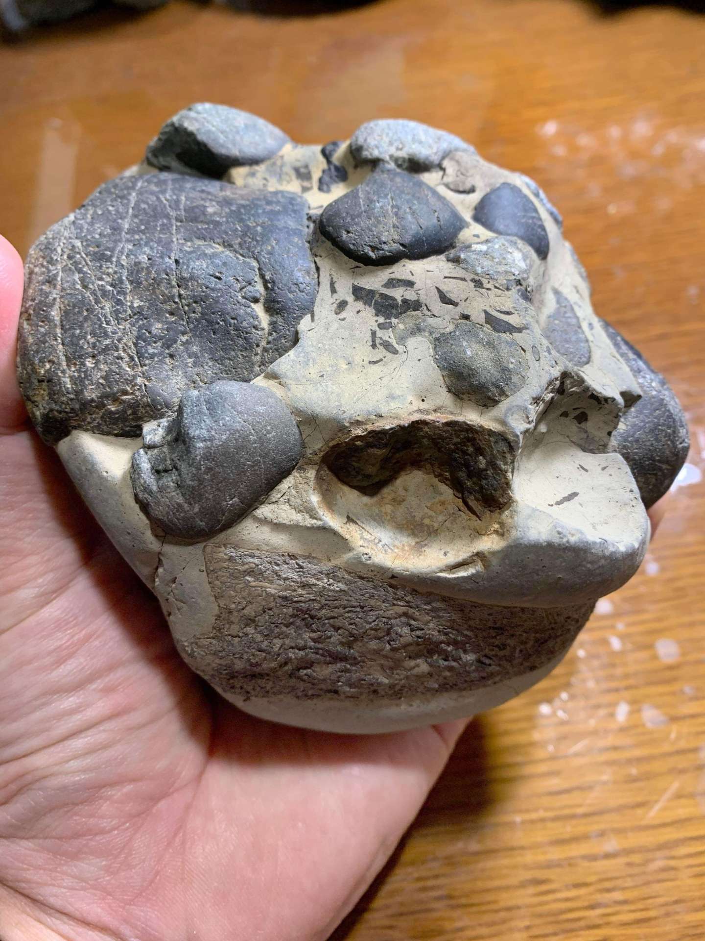 クビナガリュウの骨の上に、複数の丸い胃石が散らばっている岩の塊。胃石の間には、すりつぶされた食べ物のかけらが観察できる
