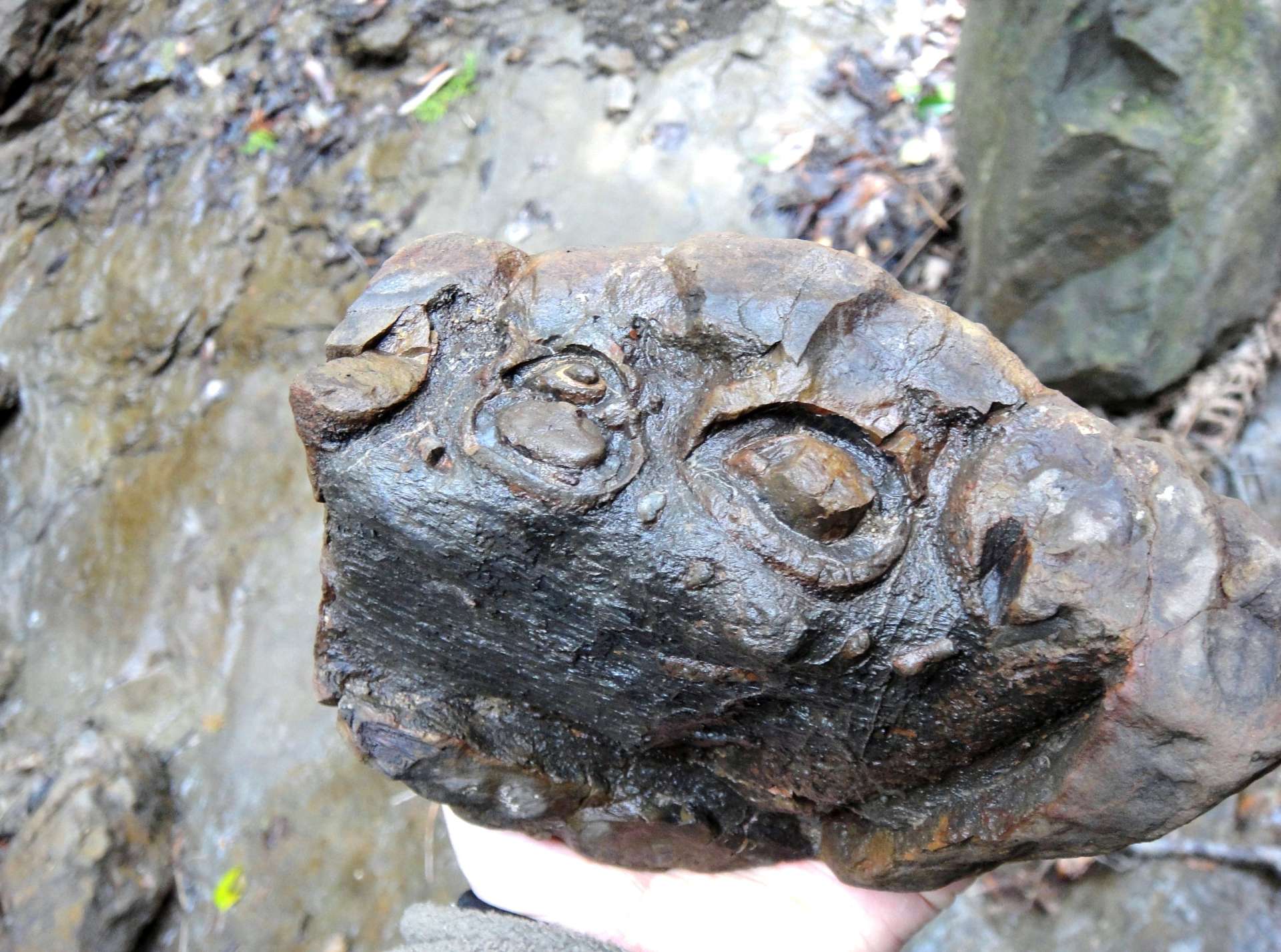 モササウルスの顎の一部とみられる骨化石。上部に丸い歯の断面が確認できる＝２０１０年３月、大阪府泉南市