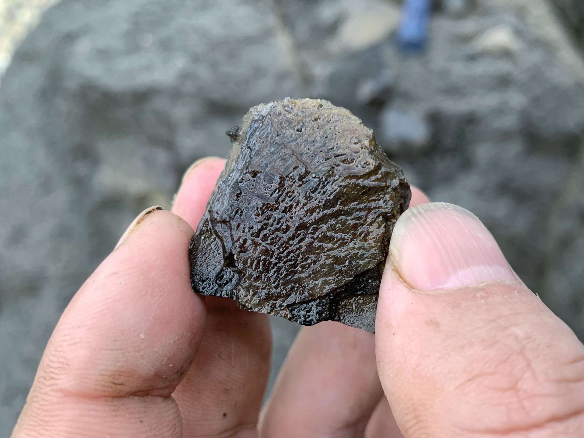 ノジュールを割ると、見えた脊椎動物の骨の一部＝２０２０年１１月、鹿児島県長島町獅子島
