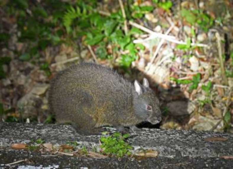 奄美大島と徳之島にのみ生息する国の特別天然記念物アマミノクロウサギ