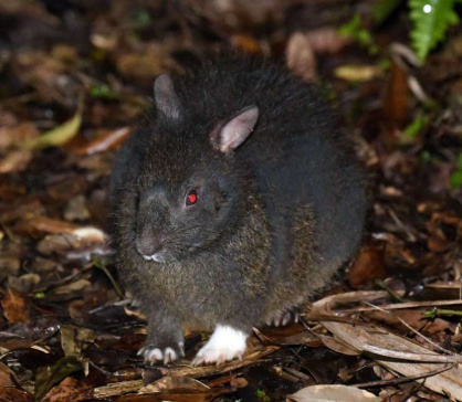 赤い目がかわいいアマミノクロウサギ