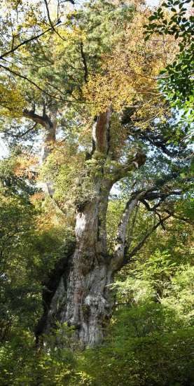 〈関連〉【縄文杉】世界自然遺産の象徴的存在で、推定樹齢７２００～２１７０年と諸説ある。高さ２５．３メートル、幹回り１６．４メートル。標高約１３００メートル付近にどっしりと立ち、訪れた人たちを魅了する