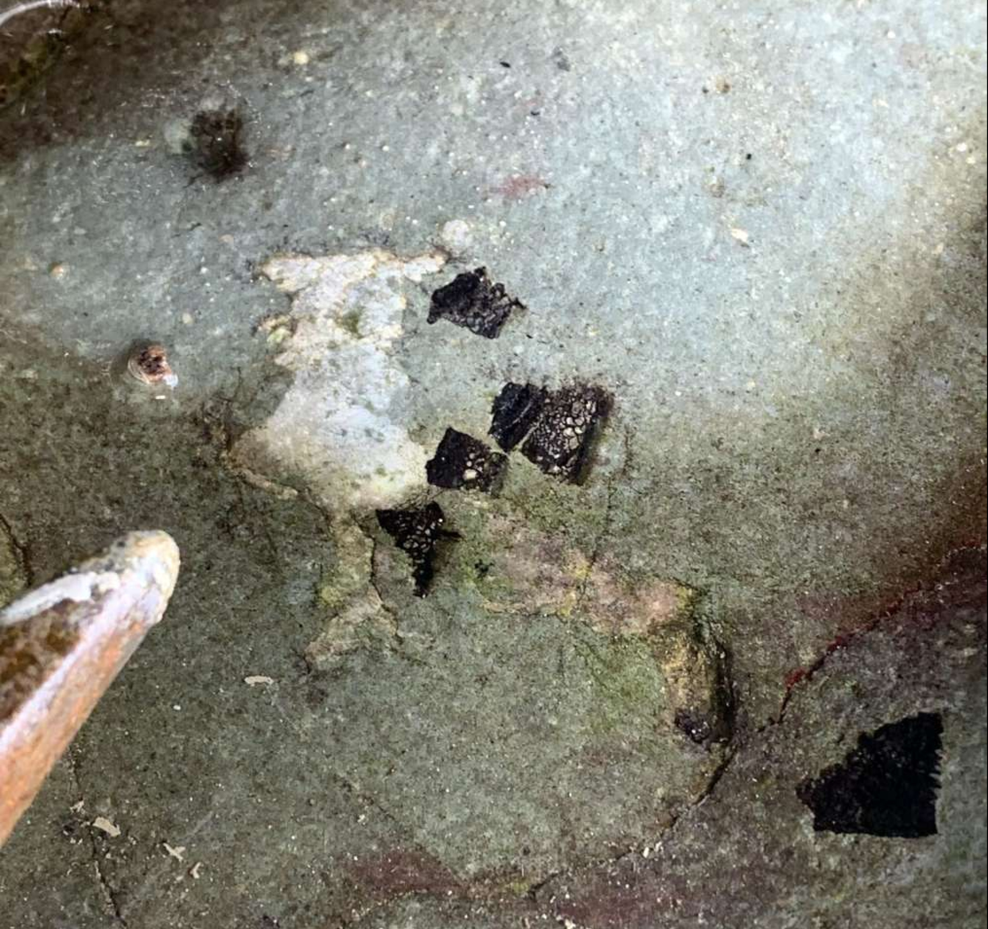 砕けた恐竜の骨を含むボーンベッド（宇都宮聡さん提供）