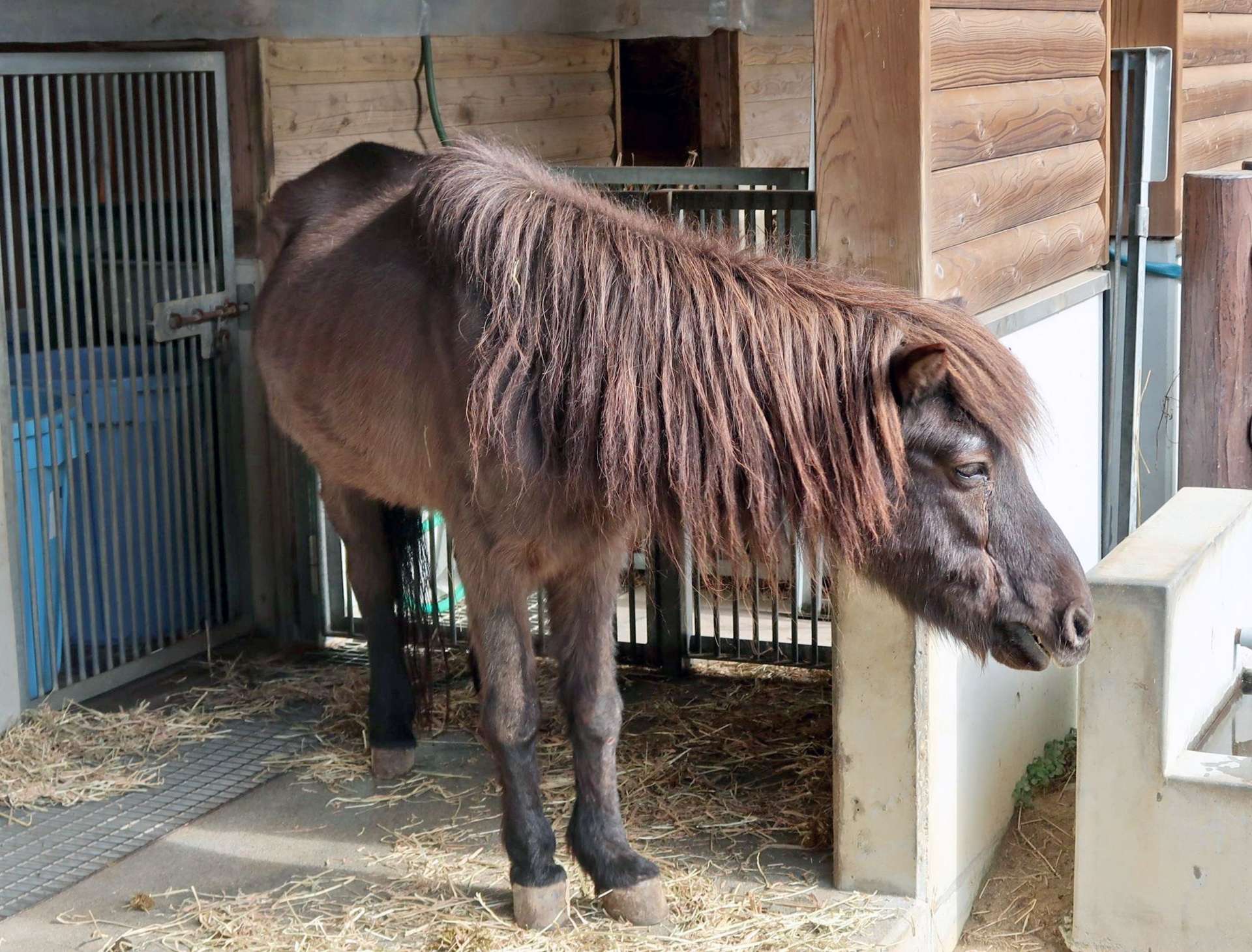 老衰で死んだトカラウマのコタロウ