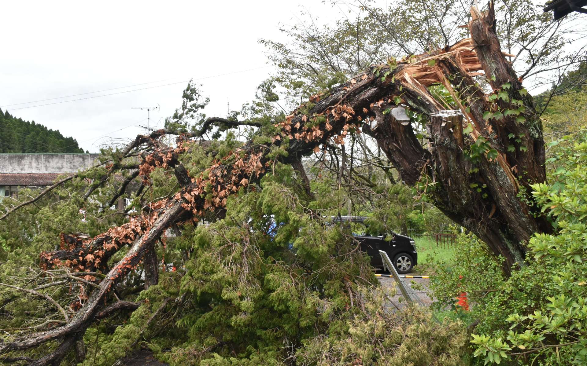 台風１０号の影響で折れた、ＪＲ肥薩線嘉例川駅前広場のカイヅカイブキ＝１０日、霧島市隼人