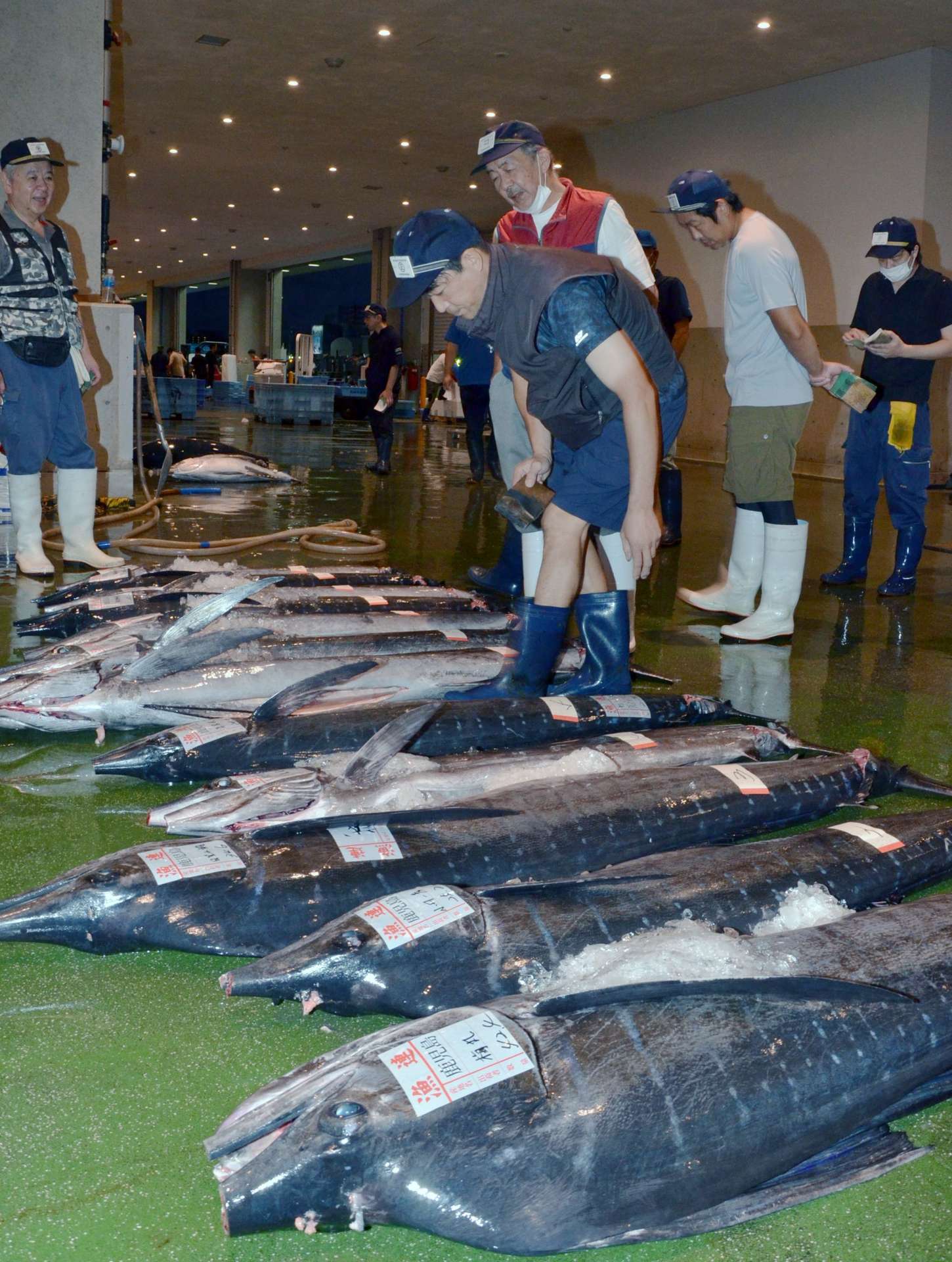 秋太郎を品定めする仲卸業者＝１３日、鹿児島市中央卸売市場魚類市場