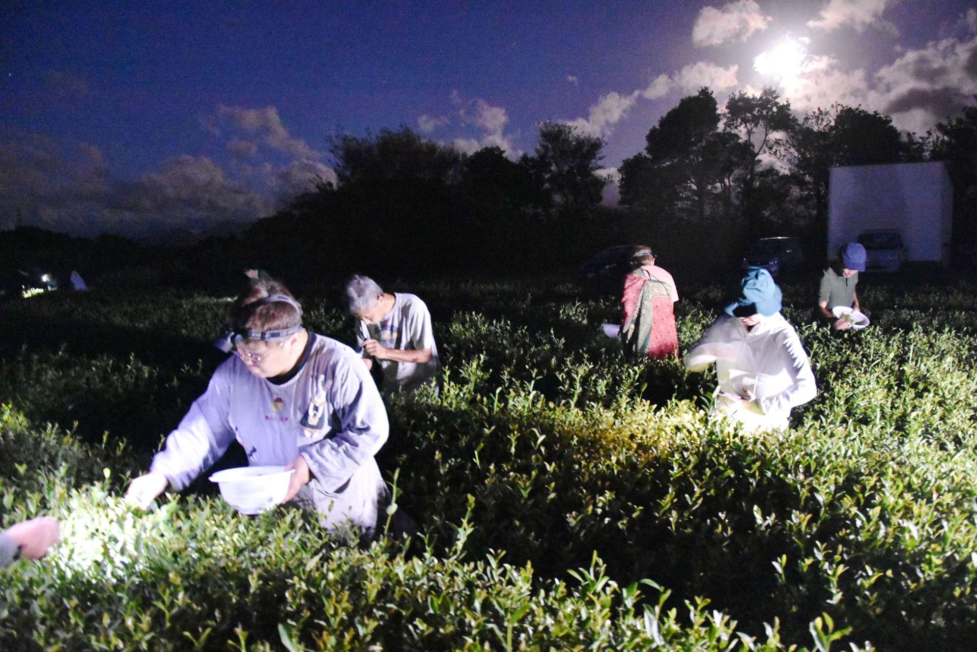 名月に照らされながら、茶摘みをする参加者＝１７日、南大隅町根占