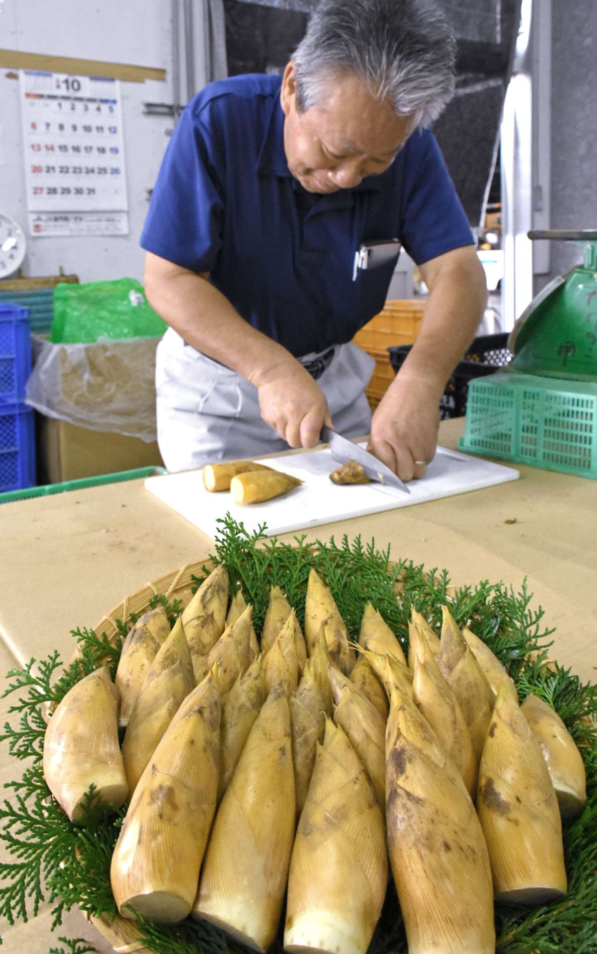 品質上々の早掘りタケノコ＝１５日、出水市高尾野のＪＡ鹿児島いずみ
