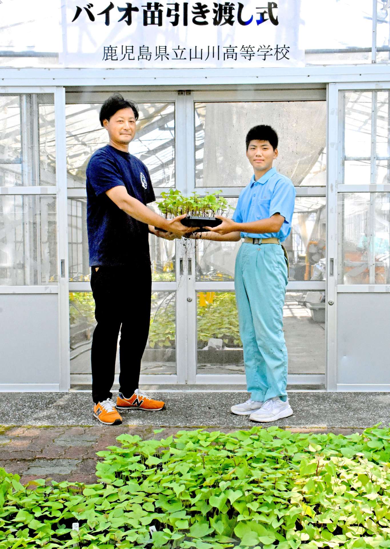 サツマイモのバイオ苗を手渡す生徒（右）＝指宿市の山川高校