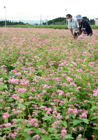 畑一面に咲き誇る赤ソバの花＝１７日、霧島市溝辺
