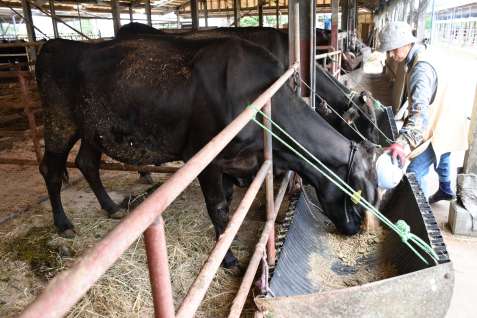 母牛に餌やりする農家。飼料価格は高止まりし、経営を圧迫する＝１５日、中種子町油久