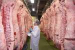 冷蔵庫に並ぶ出品牛の枝肉＝２３日、曽於市末吉のナンチク
