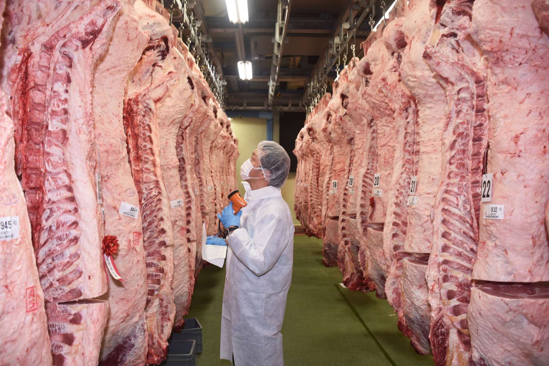冷蔵庫に並ぶ出品牛の枝肉＝２３日、曽於市末吉のナンチク