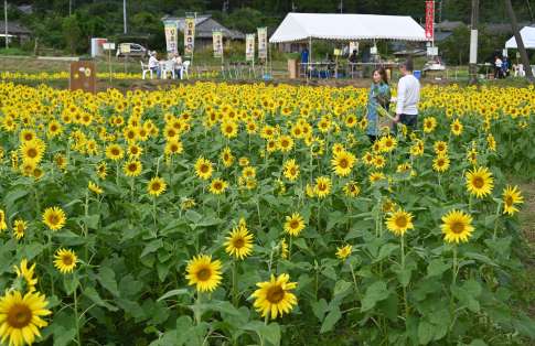 〈関連〉１人５本まで持ち帰れるヒマワリ狩りを楽しむ見物客＝２７日、南九州市川辺町本別府