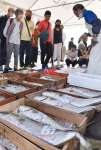 魚の競りを体験する買い物客ら＝薩摩川内市港町