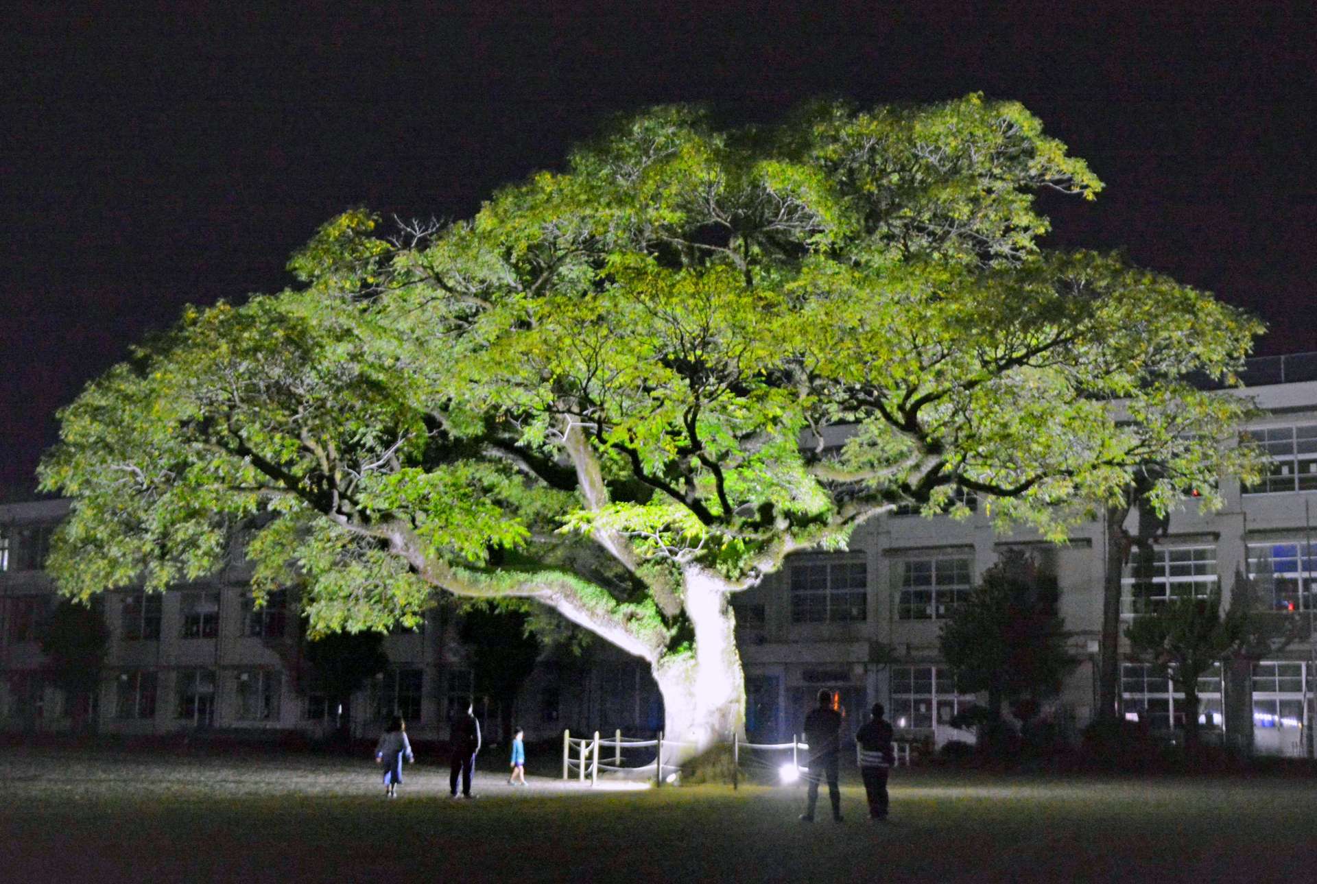 ライトアップされた盈進小学校のセンダンの木＝さつま町宮之城屋地