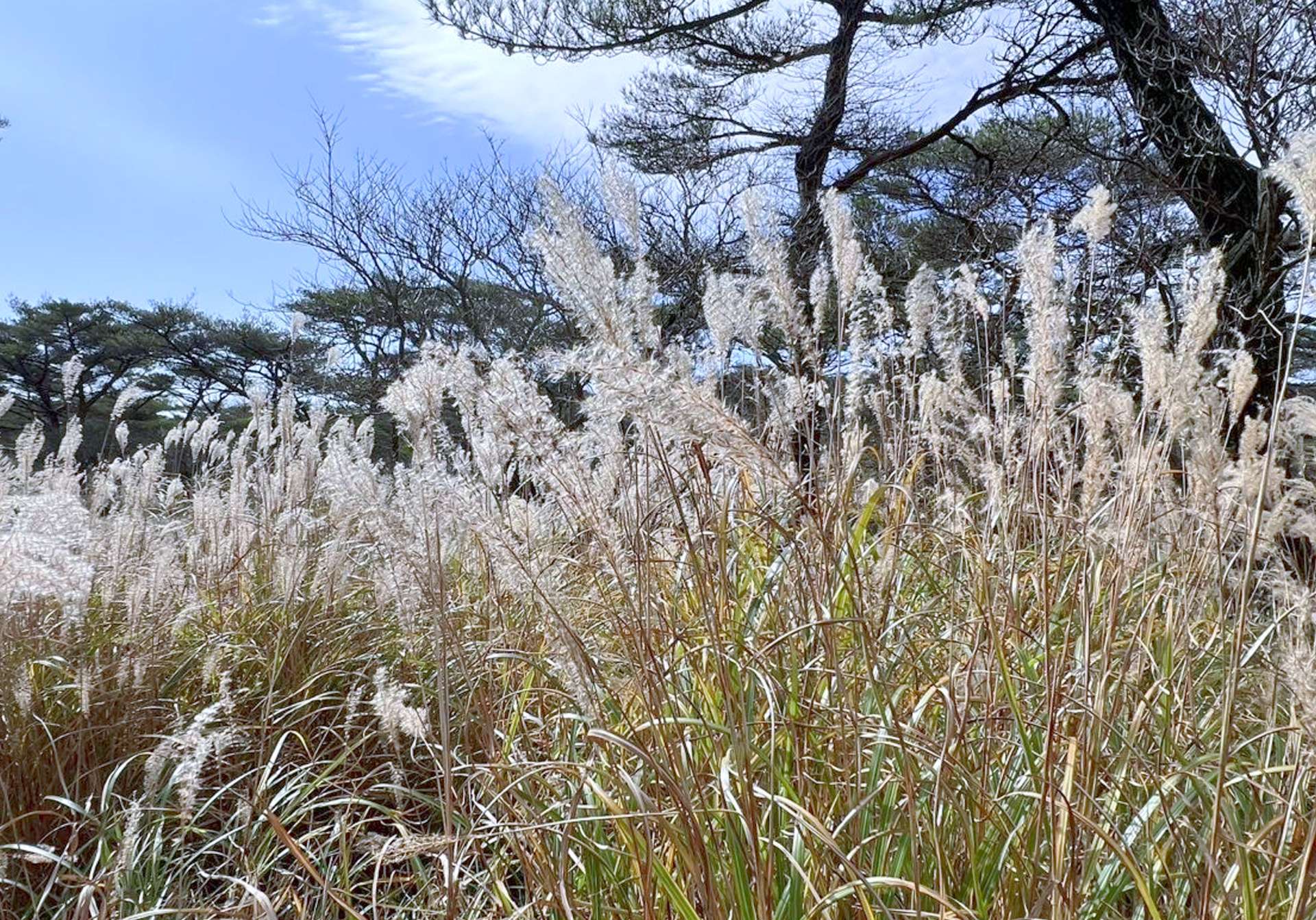 えびの高原一帯に広がるススキ。「えびの」の地名は穂の「えび色」にちなむとされる＝１１月２０日、えびの高原