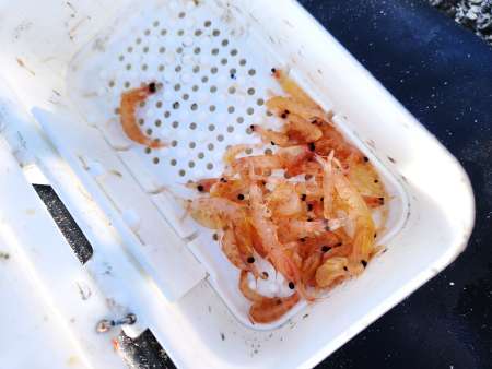 サヨリ釣りの餌