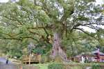 樹勢が回復している蒲生八幡神社の大クス。右が本殿＝１１月２７日、姶良市蒲生
