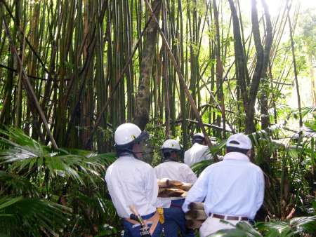 ２０１５年に枇榔島で行われたトウチクの調査（志布志市教育委員会提供）