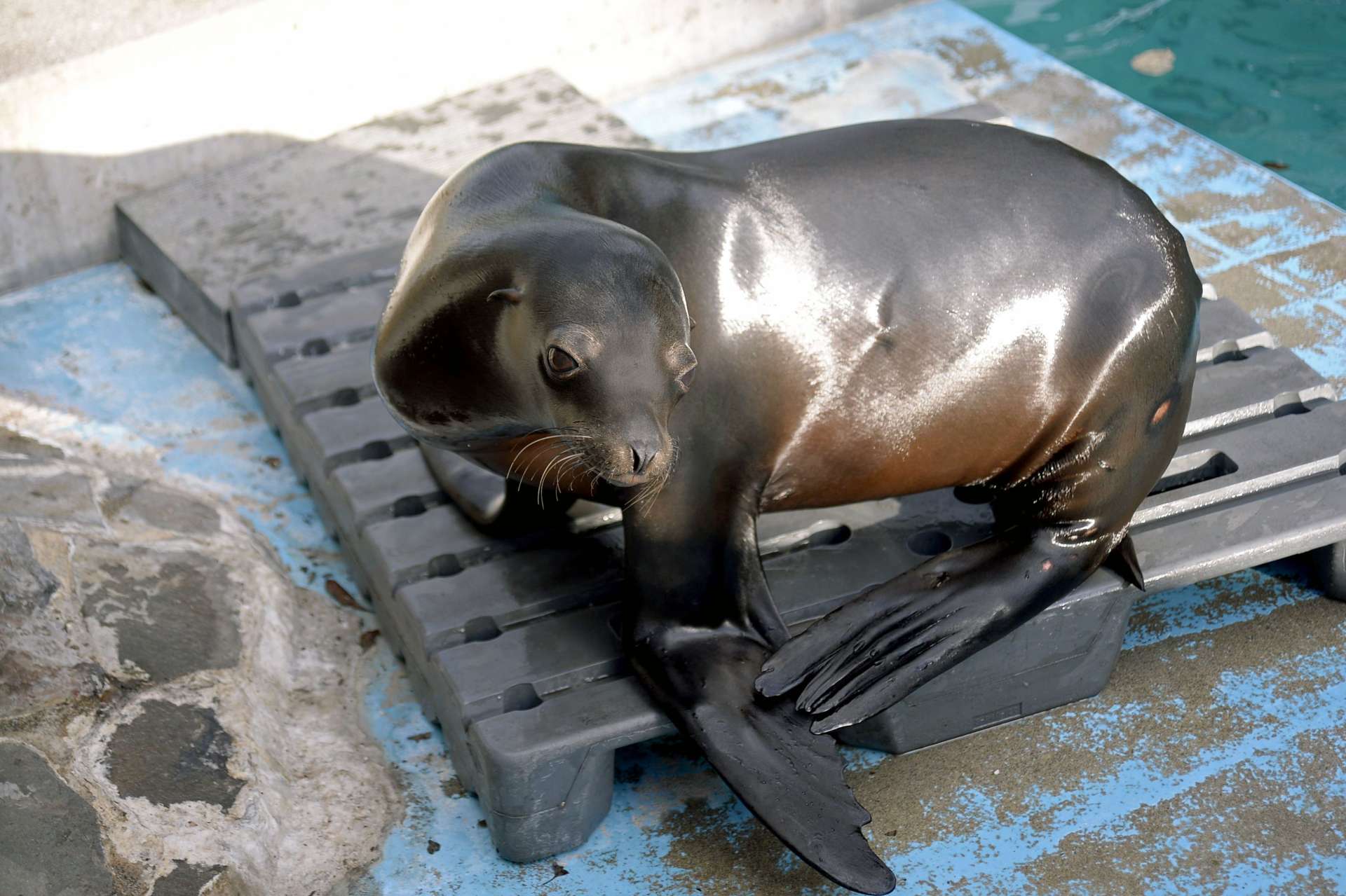 カリフォルニアアシカのココナッツ＝鹿児島市の平川動物公園