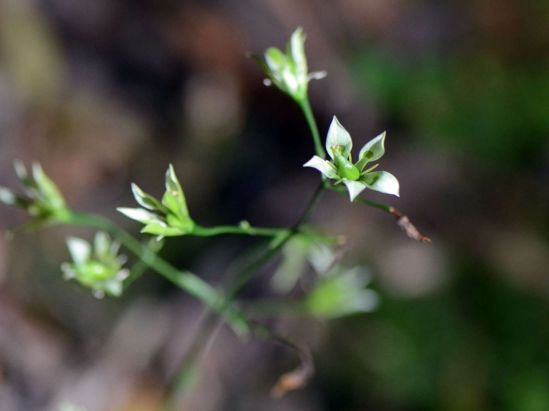 ヘツカリンドウの花弁中央には蜜がたまっている＝２５日、奄美大島