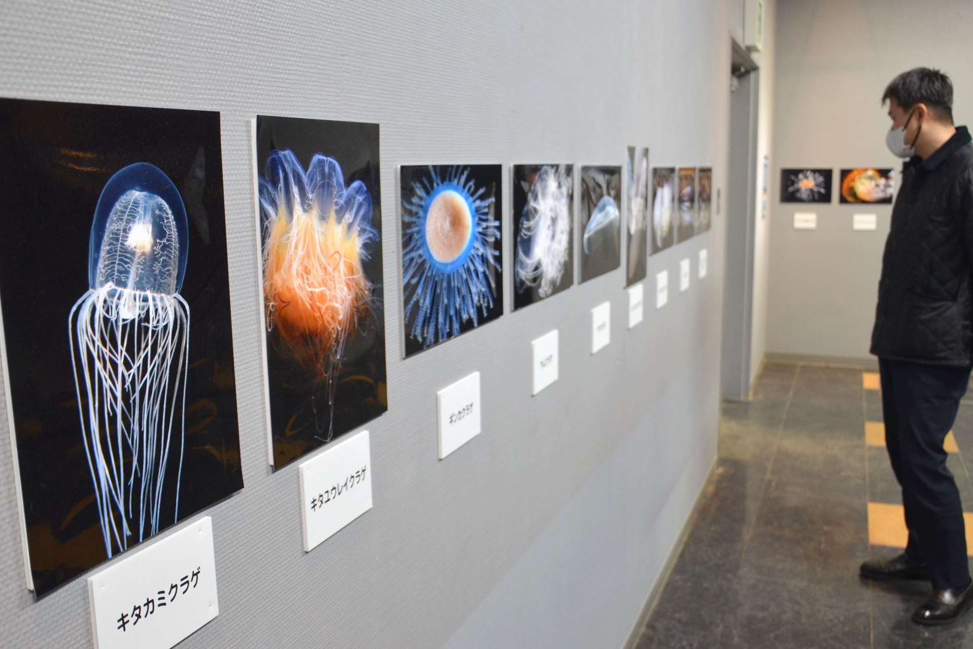 加茂水族館（山形県鶴岡市）のクラゲを紹介する特別企画展＝鹿児島市のかごしま水族館