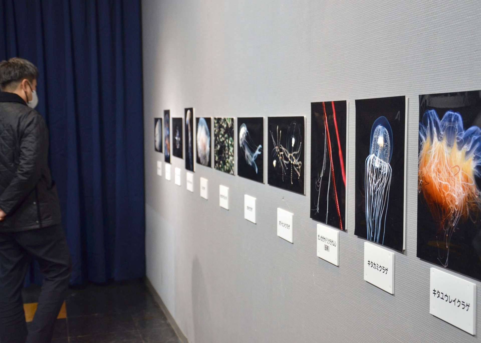 加茂水族館（山形県鶴岡市）のクラゲを紹介する特別企画展＝２５日、鹿児島市のかごしま水族館