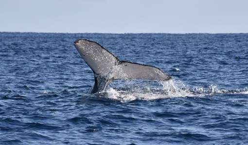 尾を上げるザトウクジラ＝５日、奄美大島近海