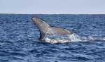 尾を上げるザトウクジラ＝５日、奄美大島近海