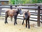 展示が始まったトカラウマの子馬＝２７日、鹿児島市の平川動物公園
