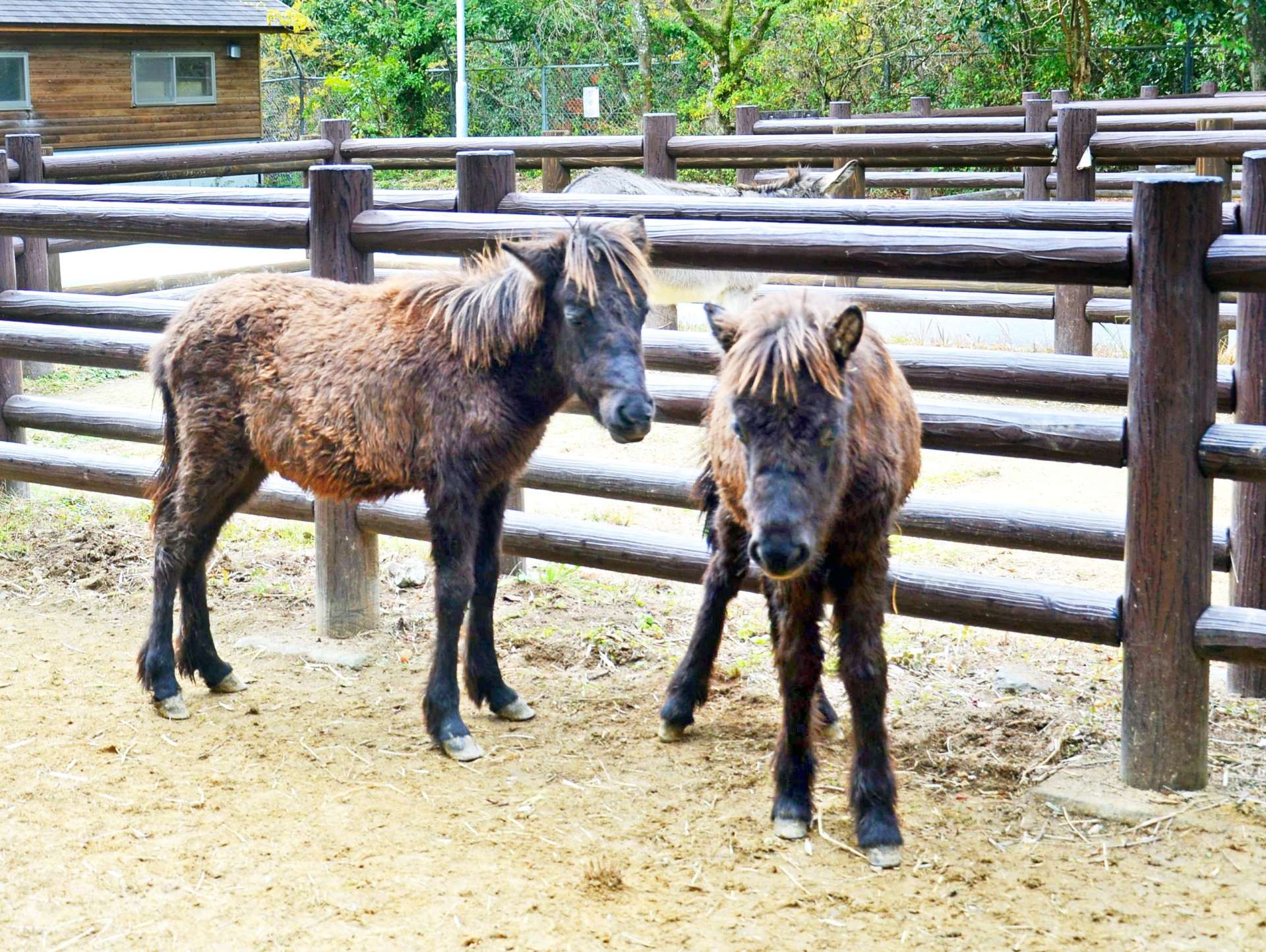 展示が始まったトカラウマの子馬＝２７日、鹿児島市の平川動物公園