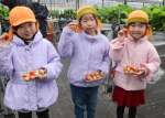 イチゴ狩りが始まった片平観光農園＝７日、日置市東市来町美山