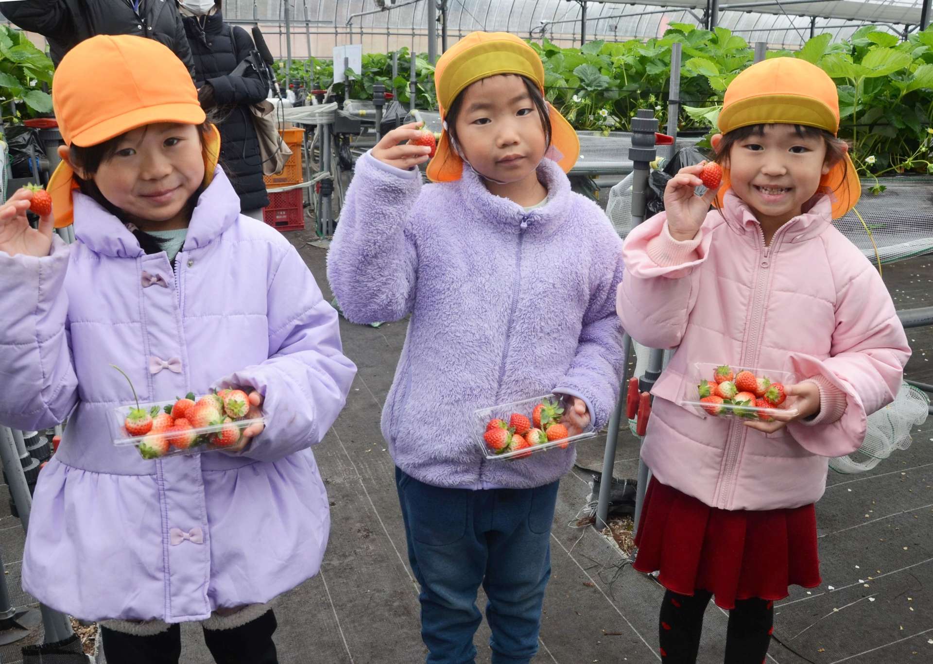 イチゴ狩りが始まった片平観光農園＝７日、日置市東市来町美山