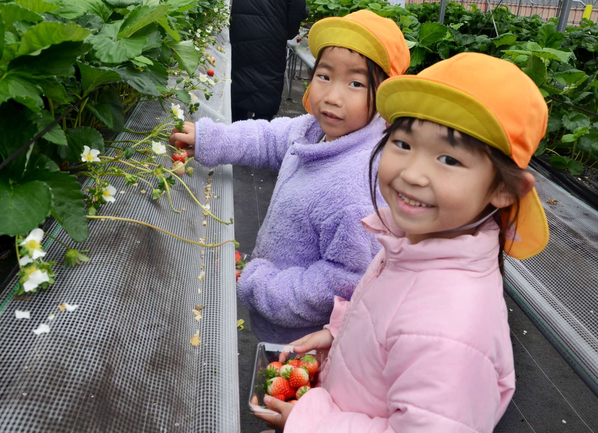 イチゴ狩りが始まった片平観光農園＝７日、日置市東市来町美山