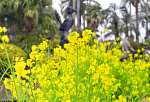 庭園を明るく彩る菜の花＝９日午後、鹿児島市の長島美術館