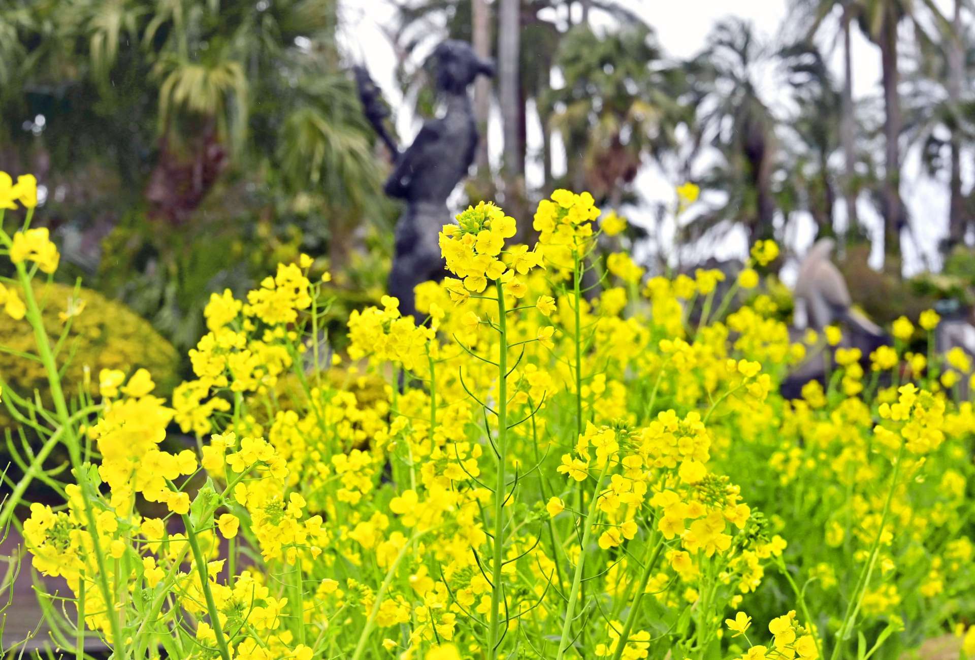 庭園を明るく彩る菜の花＝９日午後、鹿児島市の長島美術館