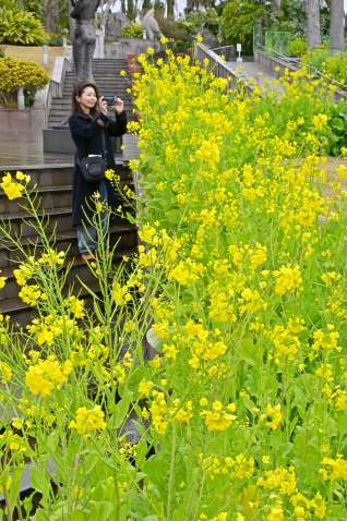 庭園を明るく彩る菜の花＝９日午後、鹿児島市の長島美術館（田中公人撮影）