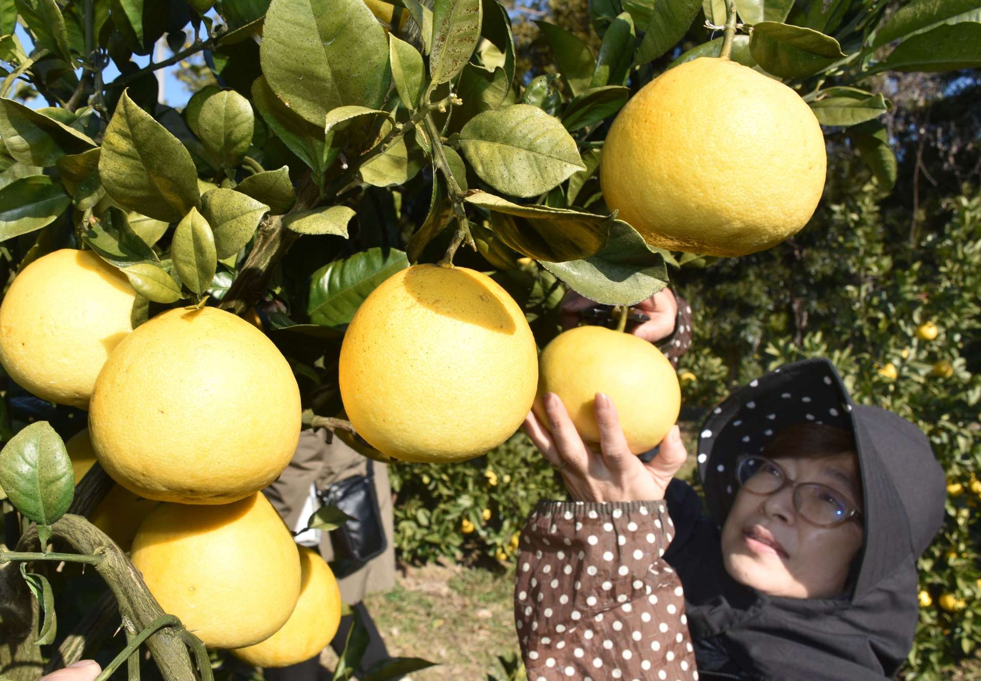たわわに実ったサワーポメロを収穫する生産者＝２６日、いちき串木野市の西果樹園