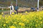 菜の花畑が広がるコースを歩く参加者＝指宿市開聞